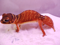 Australian Gecko(オーストラリア産ヤモリ)