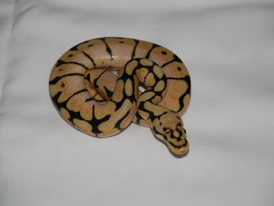Ball Python(ボールニシキヘビ)
