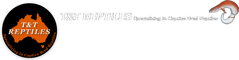 爬虫類ブリーダー・販売のT&T REPTILES