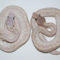 パステルクリスタル幼体のサムネイル